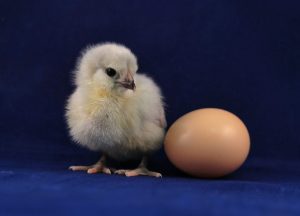 Qué es la prospección comercial. Ada Morales