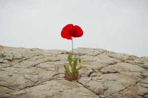 Resiliencia. Ada Morales