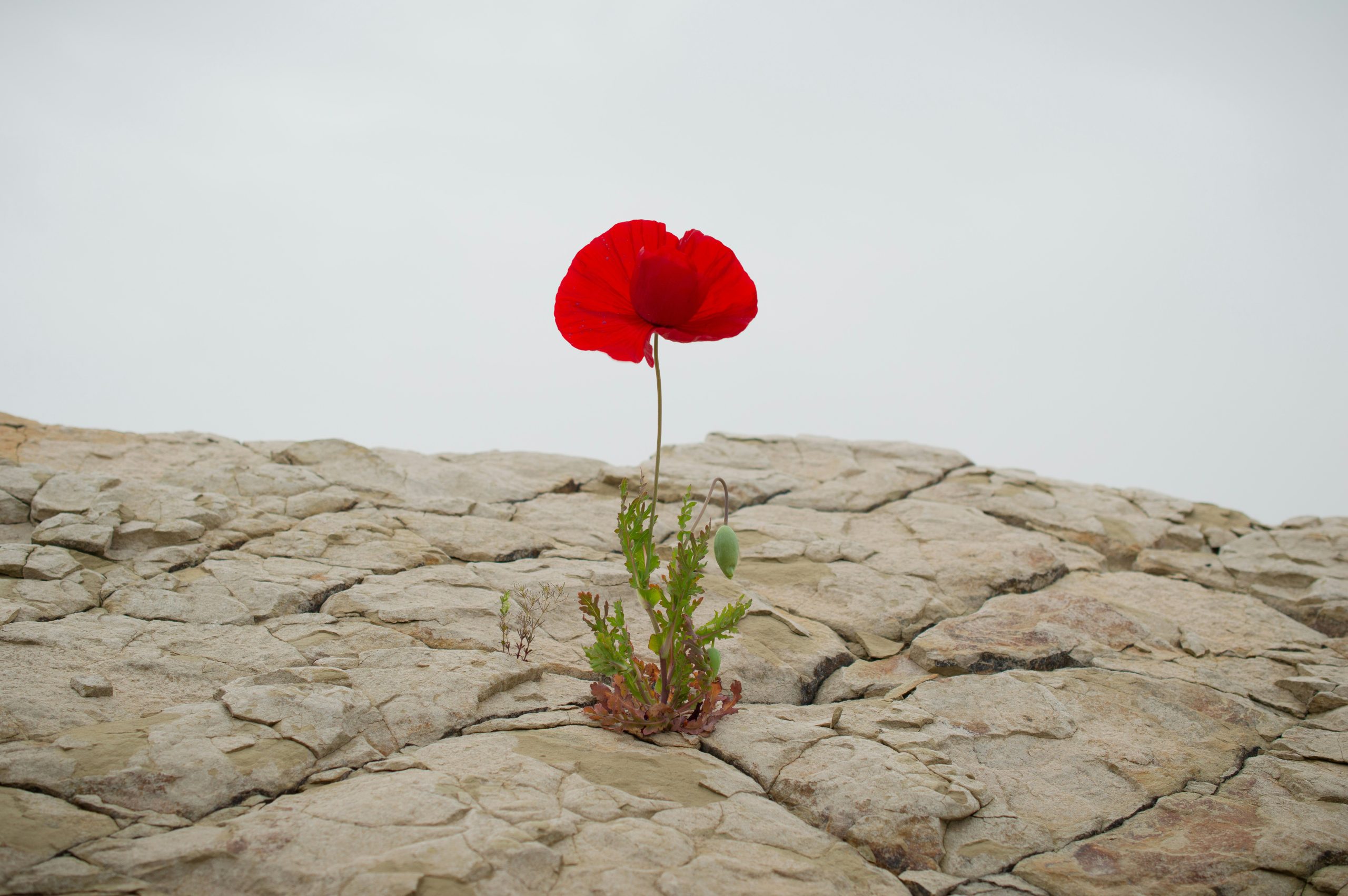 Resiliencia. Ada Morales